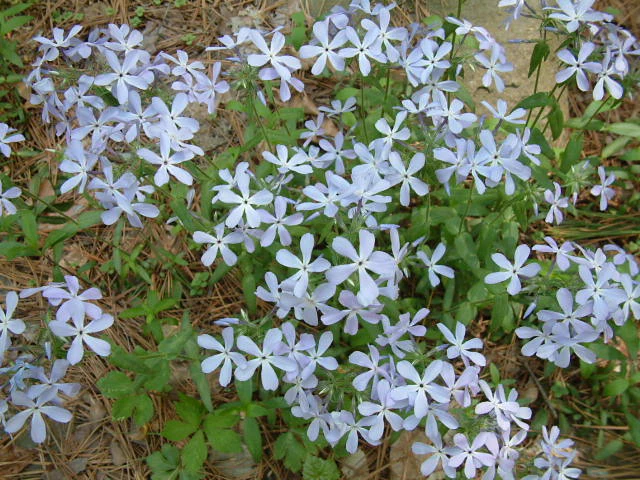 Woodland Phlox 'Blue Moon' - Image 2