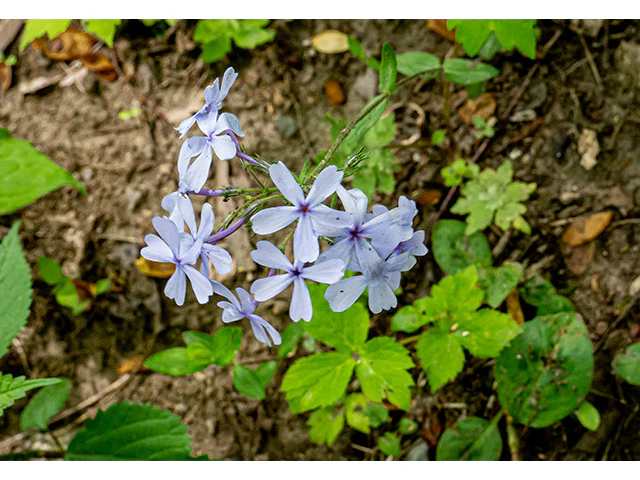 Woodland Phlox 'Blue Moon' - Image 3