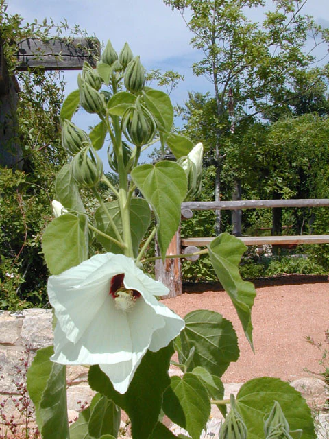 Woolly Rose-mallow - Image 2
