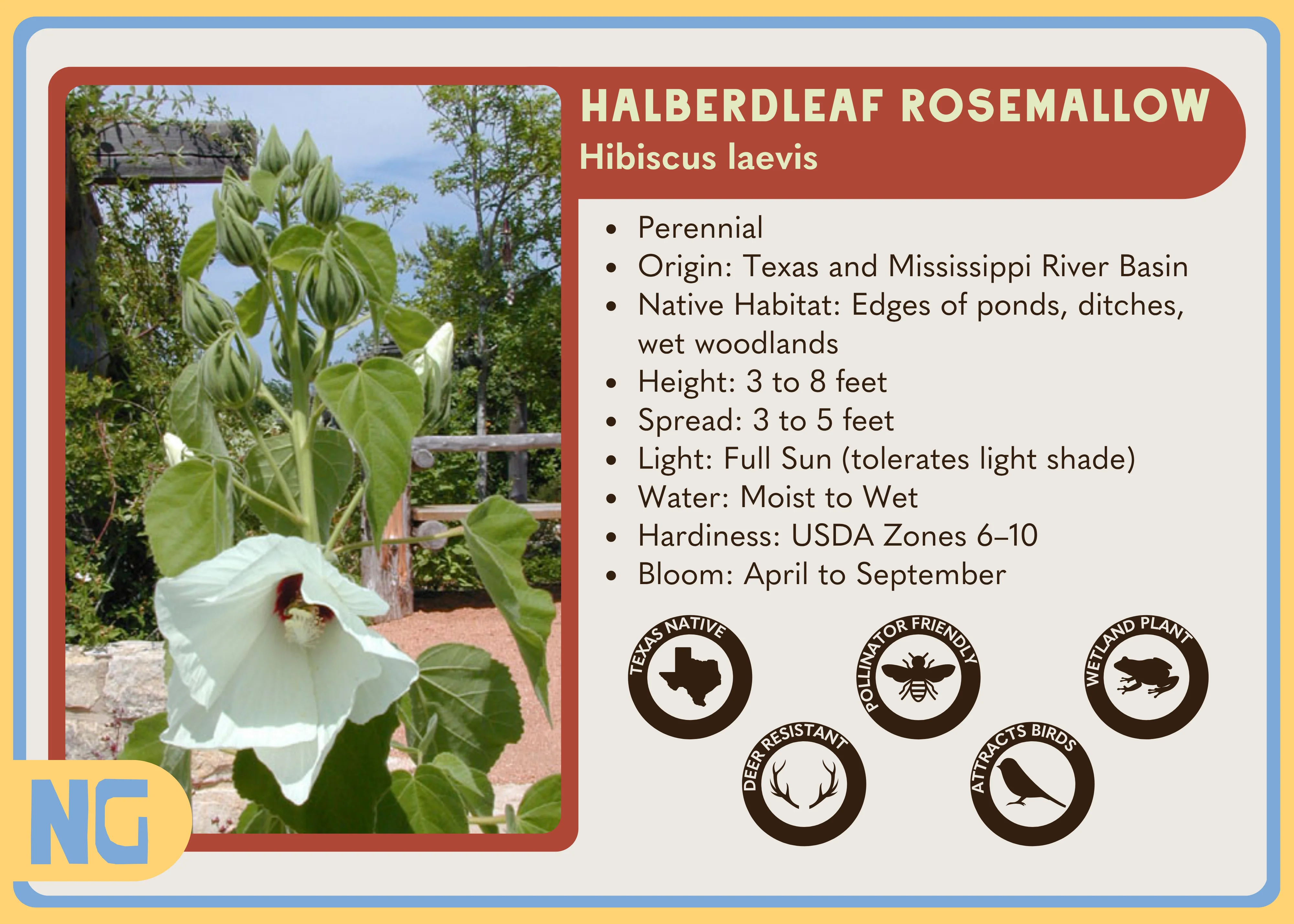 Woolly Rose-mallow - Image 3