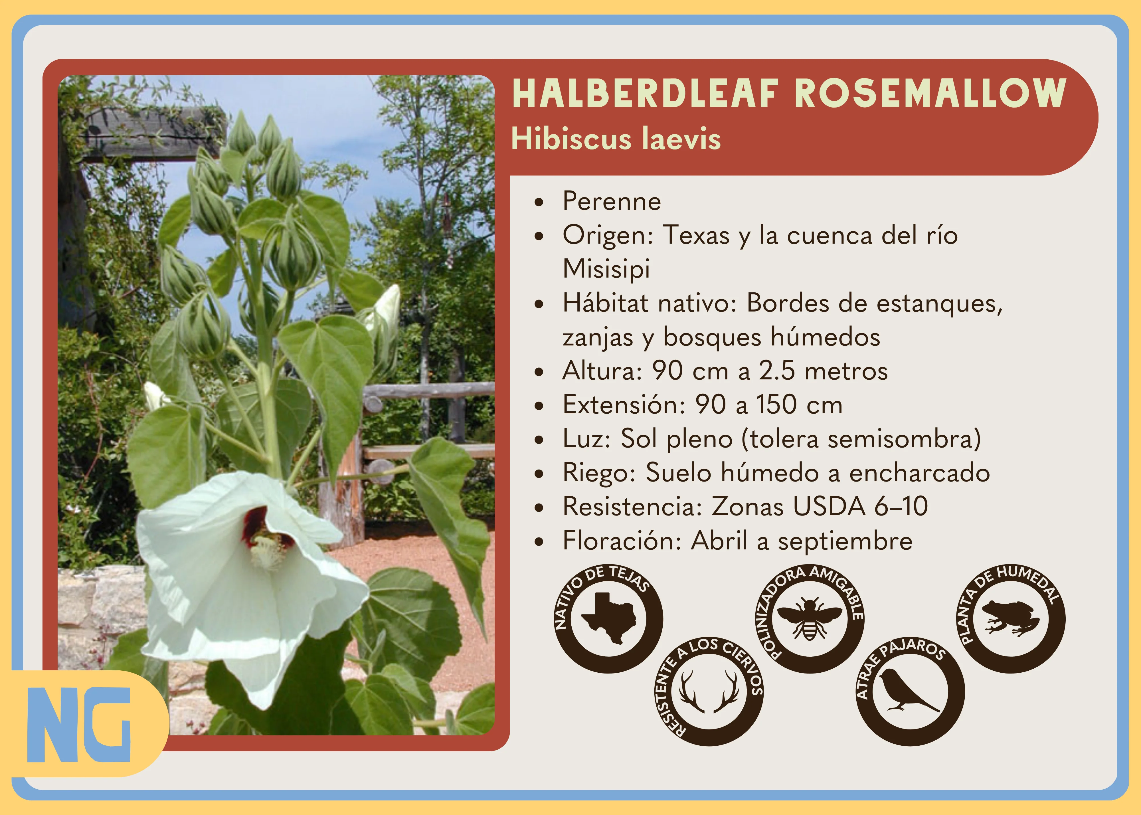 Woolly Rose-mallow - Image 4
