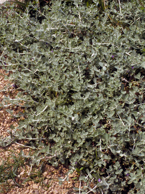 Woolly Stemodia - Image 3