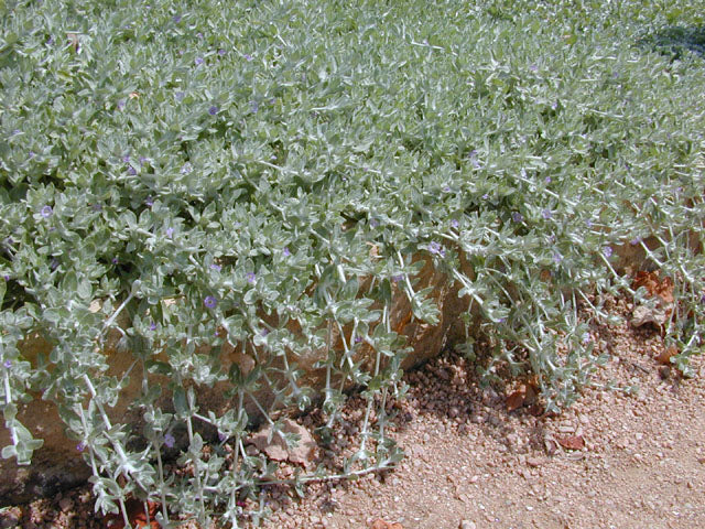 Woolly Stemodia - Image 4