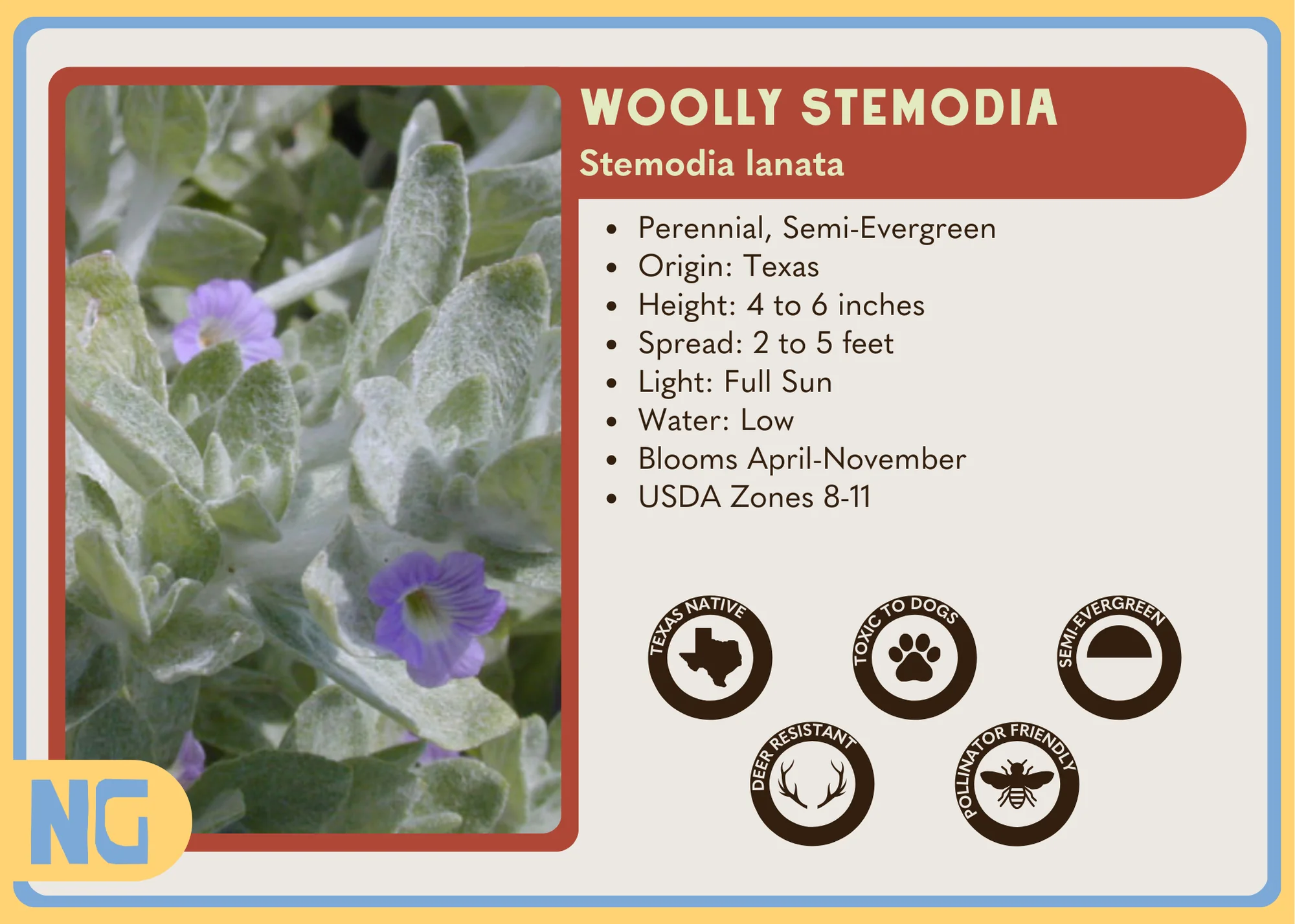Woolly Stemodia - Image 5