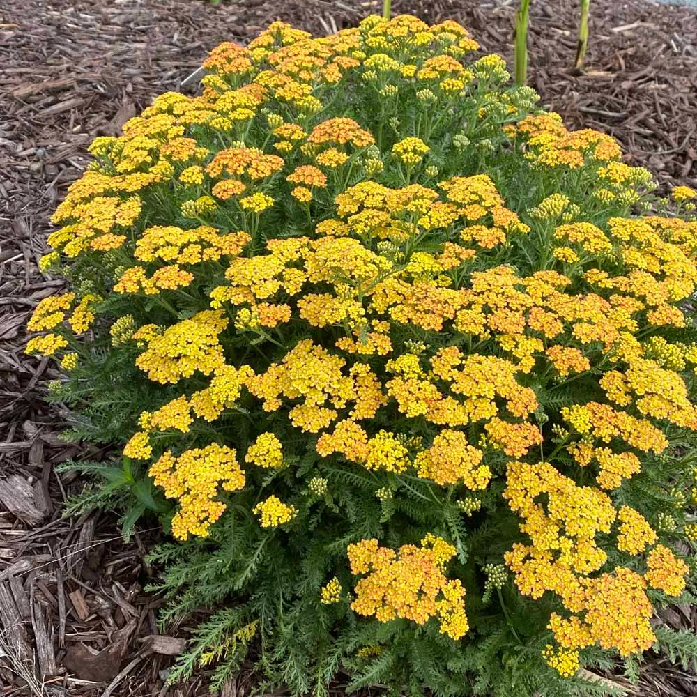 Yarrow 'Milly Rock Yellow' - Image 2