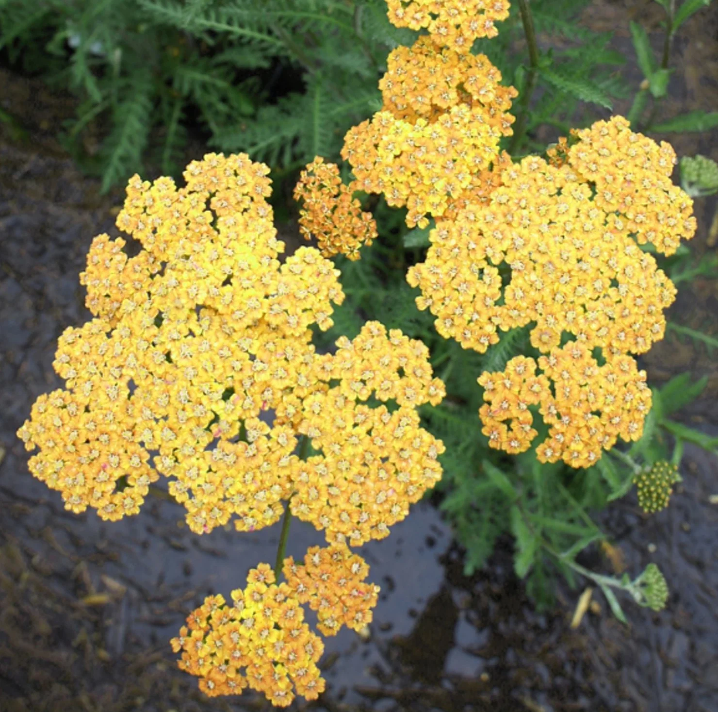 Yarrow 'Milly Rock Yellow' - Image 3