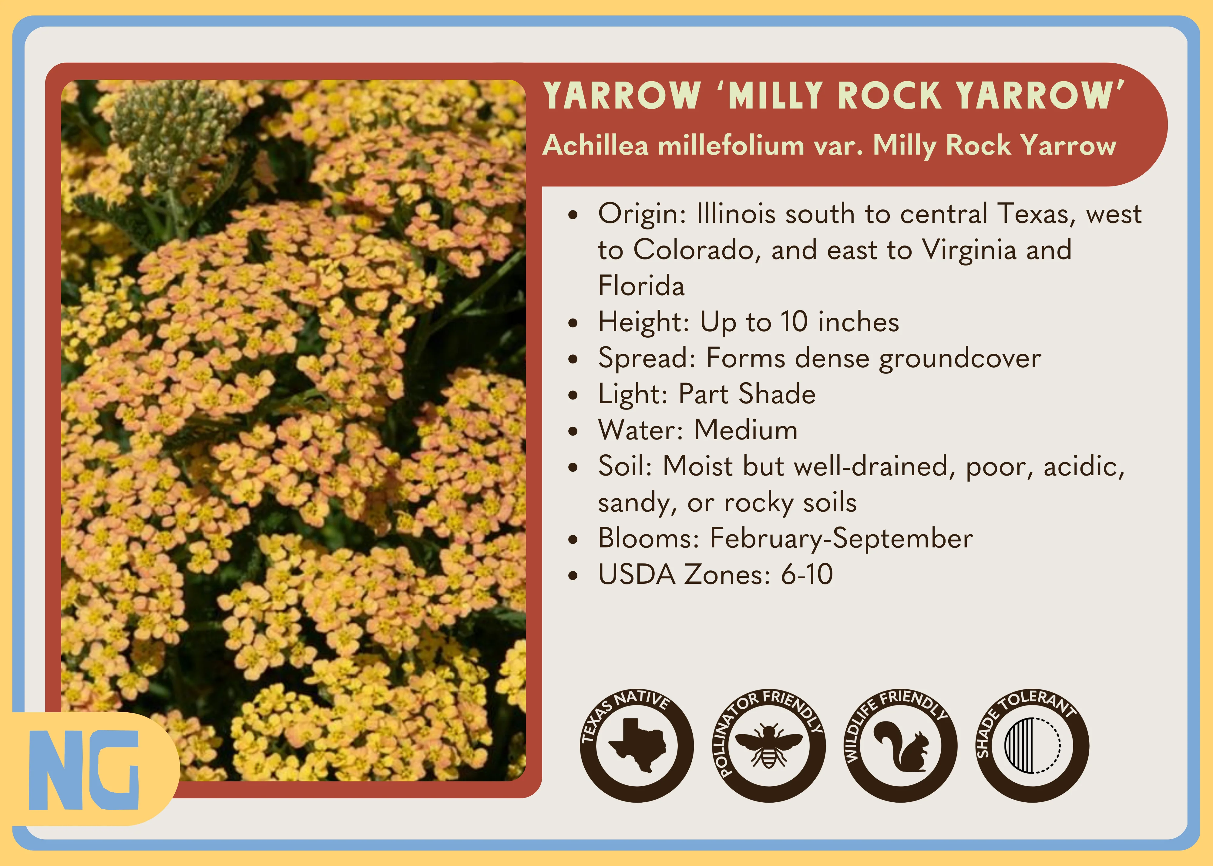 Yarrow 'Milly Rock Yellow' - Image 4