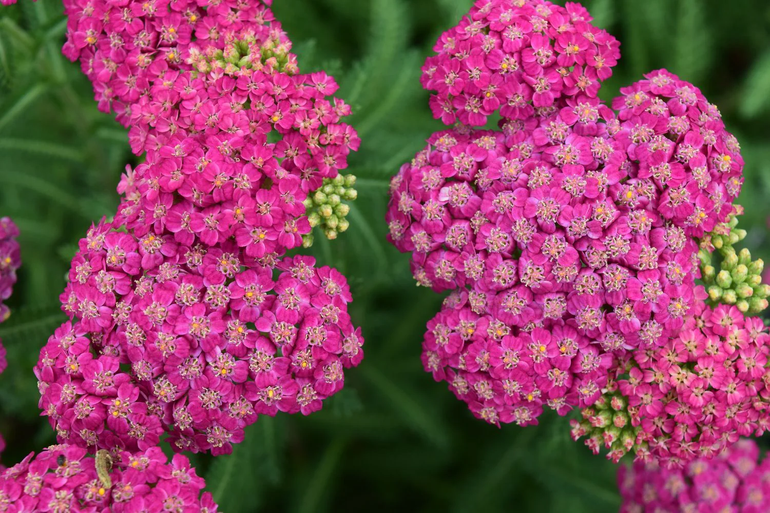 Yarrow 'Milly Rock Rose' - Image 2