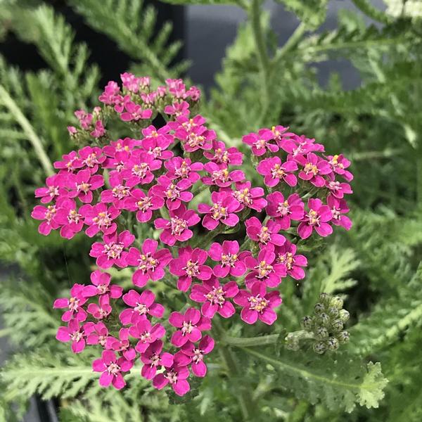 Yarrow 'Milly Rock Rose' - Image 3