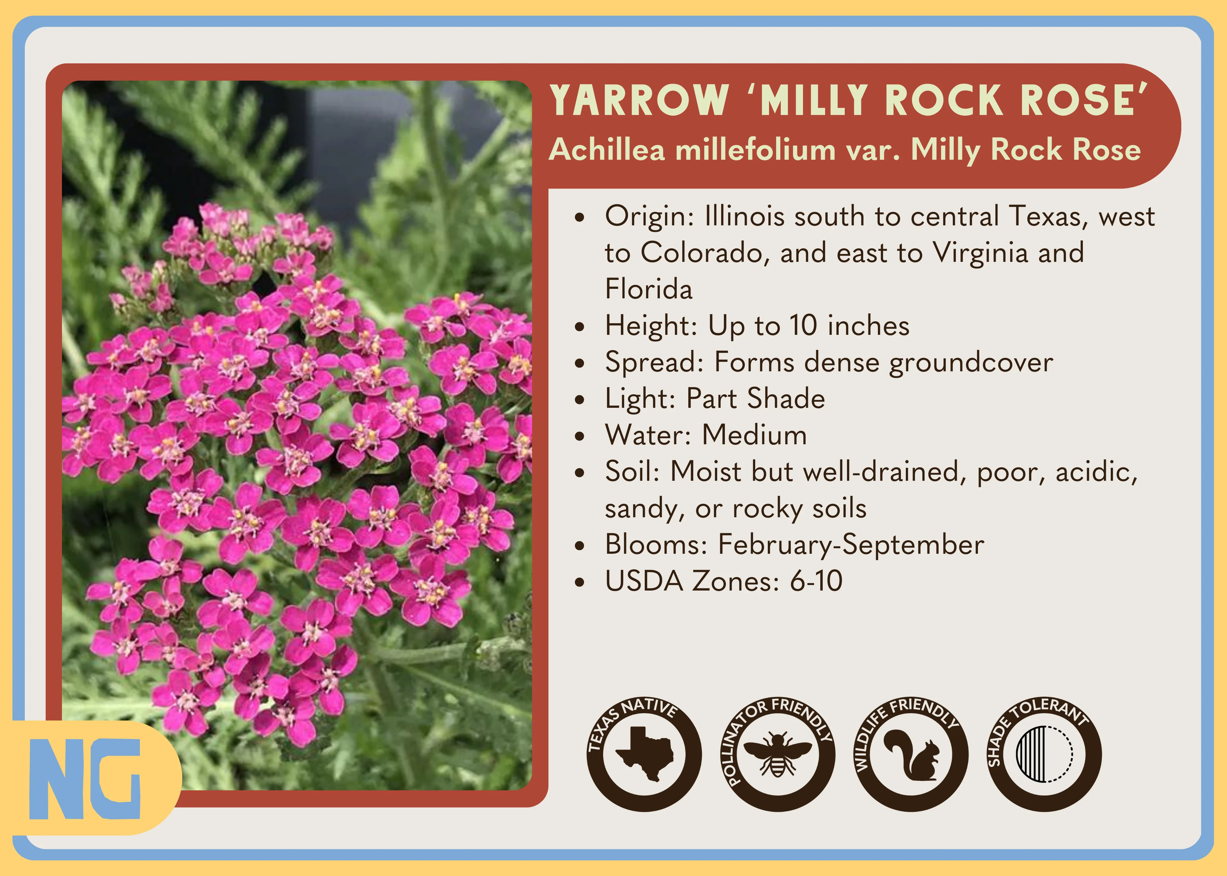 Yarrow 'Milly Rock Rose' - Image 4