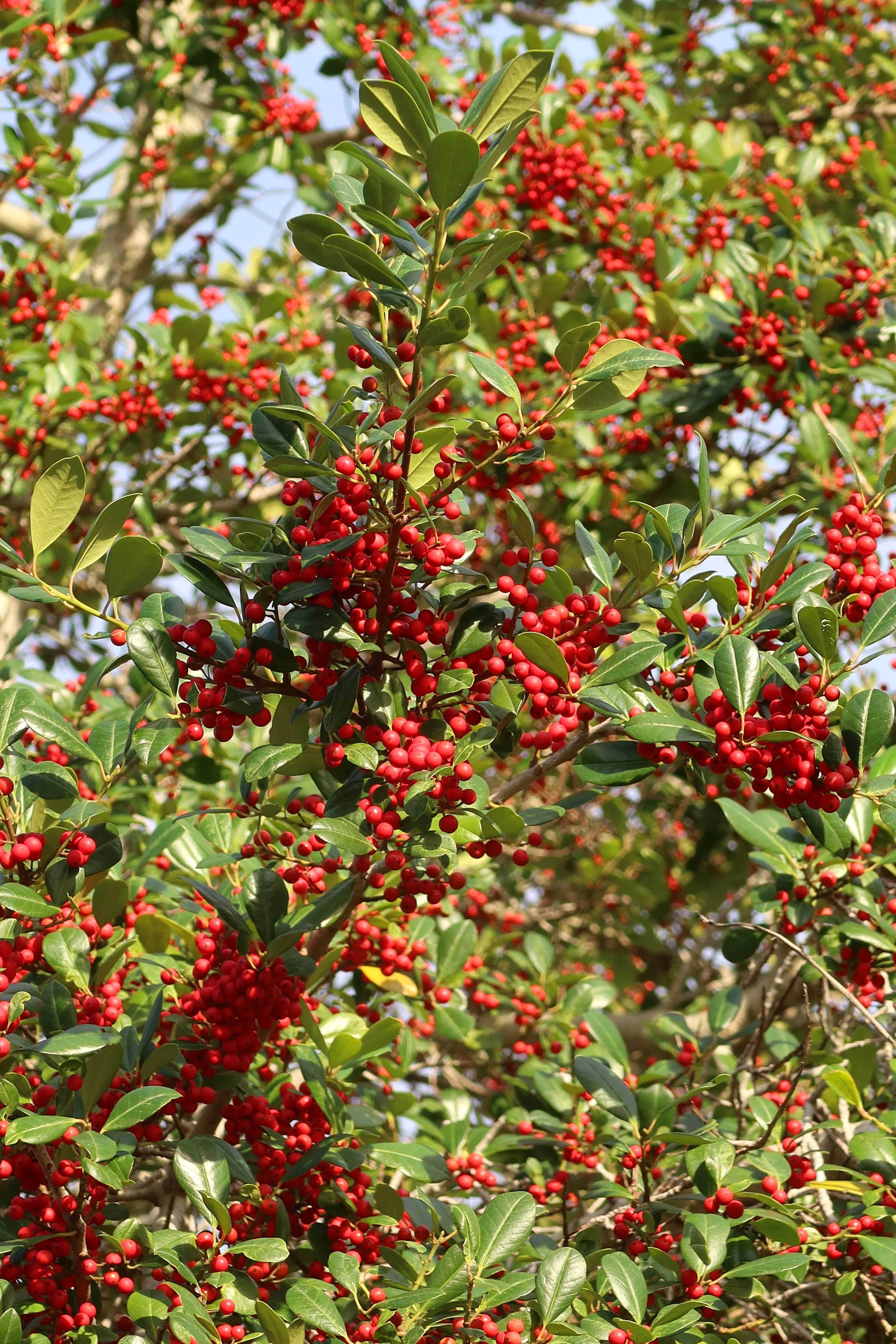 Yaupon Holly 'Pride of Houston' - Image 2