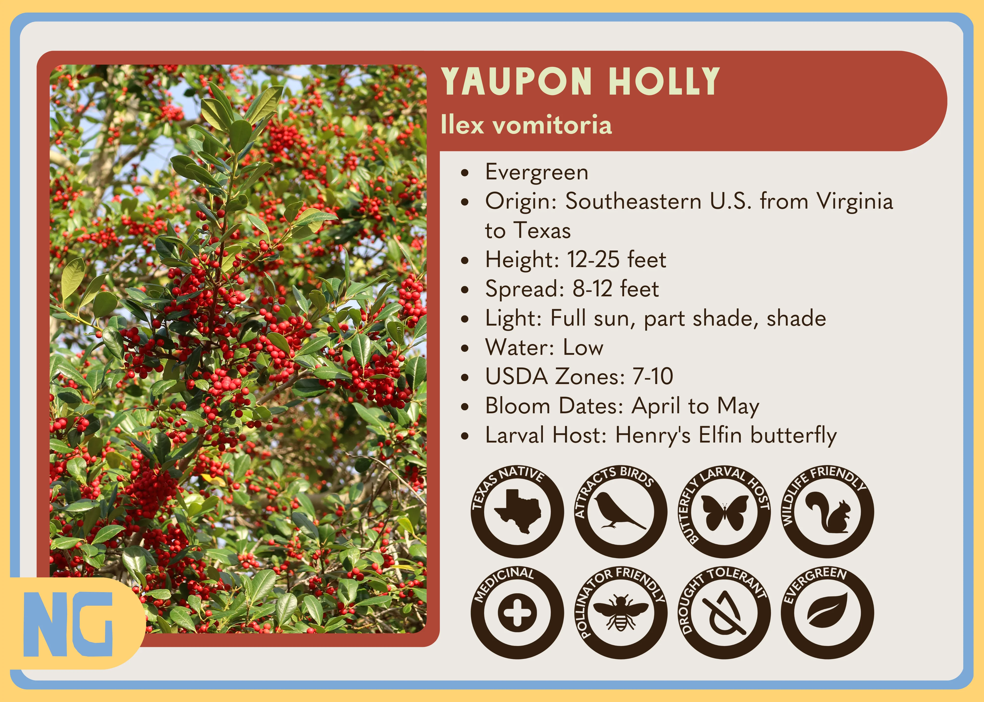 Yaupon Holly 'Pride of Houston' - Image 3