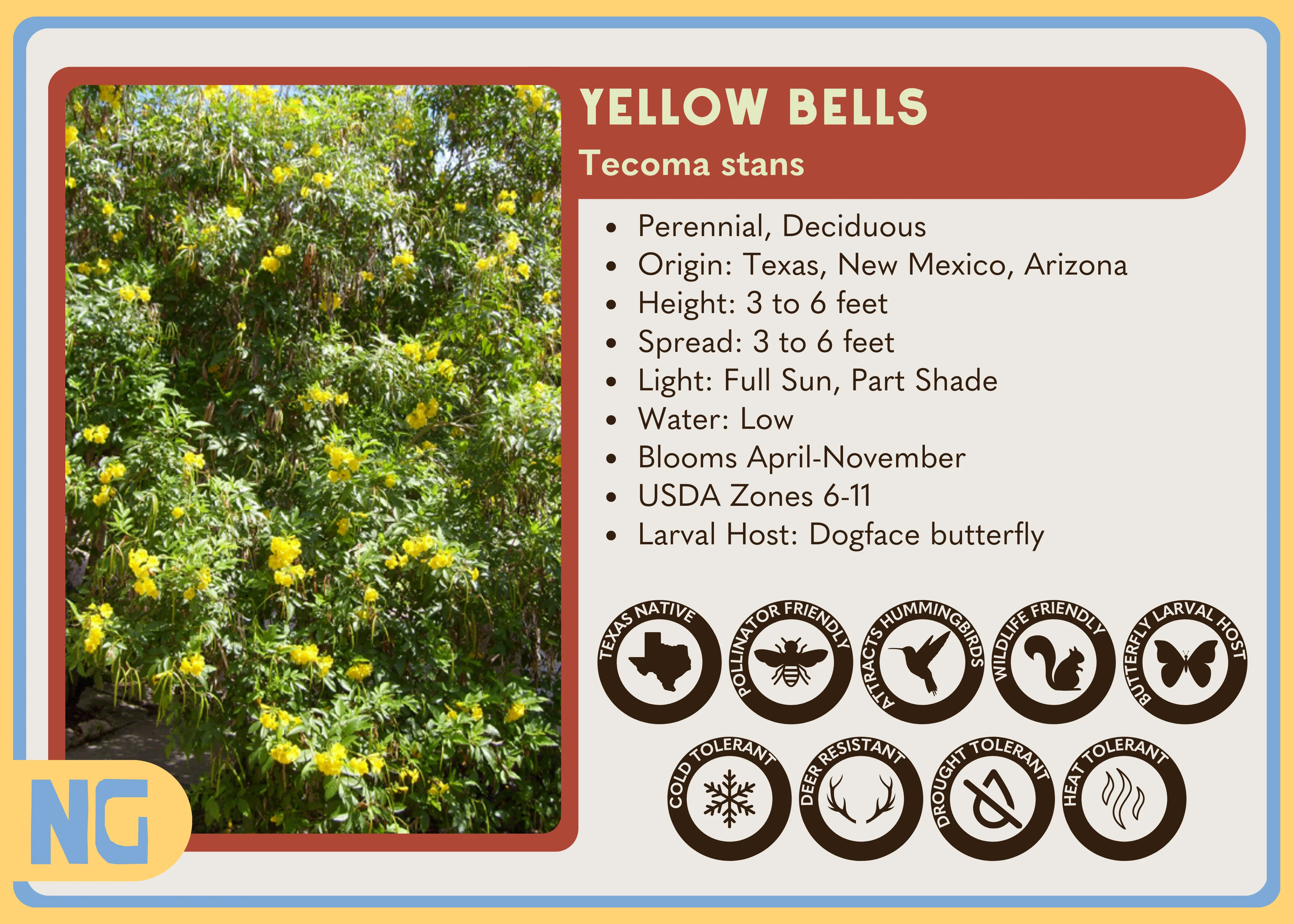 Yellow Bells - Image 3