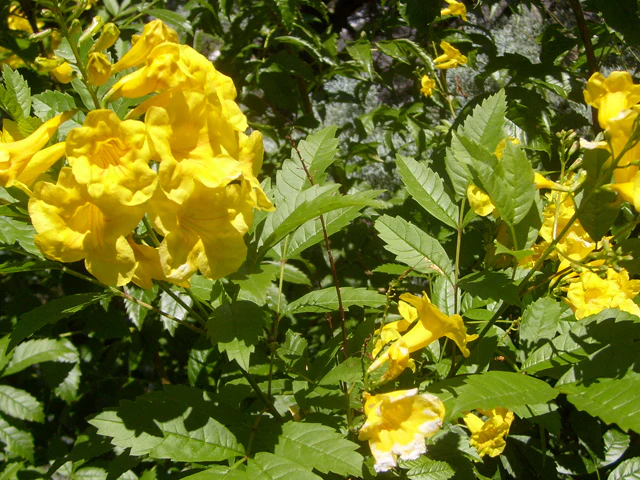 Yellow Bells 'Esperanza' - Image 2