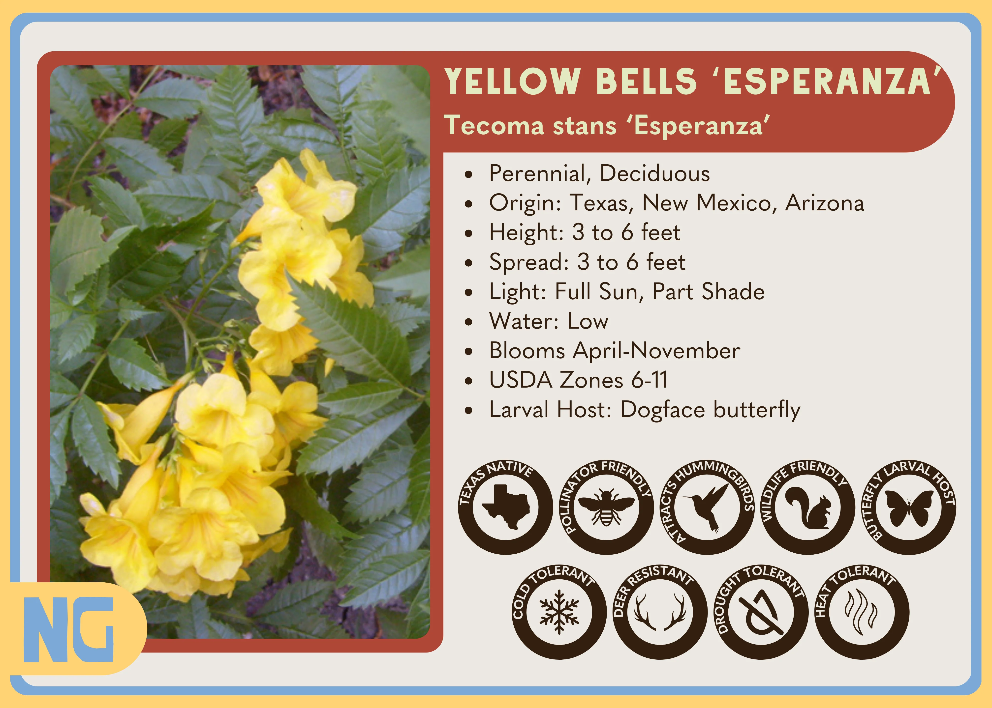 Yellow Bells 'Esperanza' - Image 3