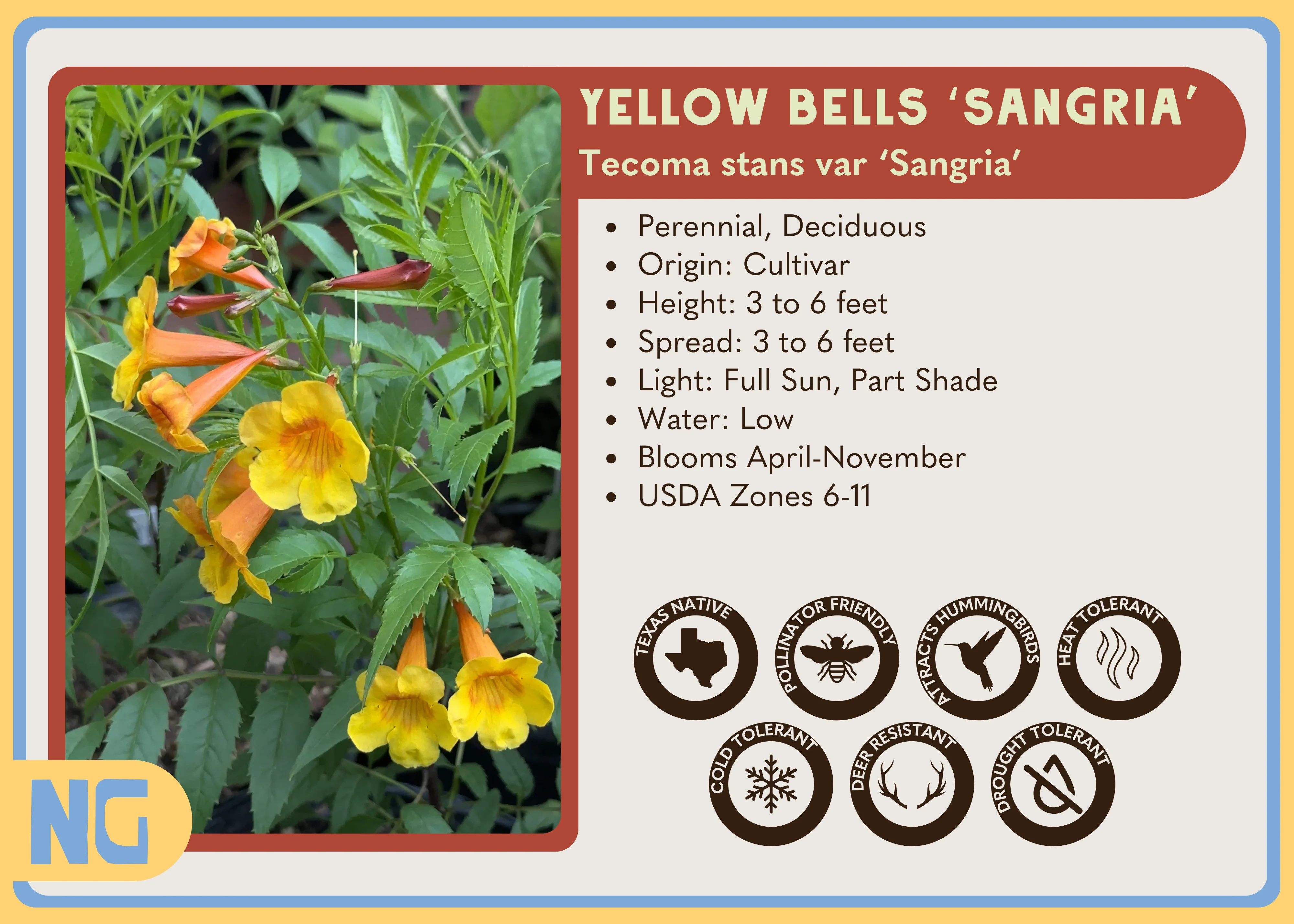 Yellow Bells 'Sangria' - Image 3