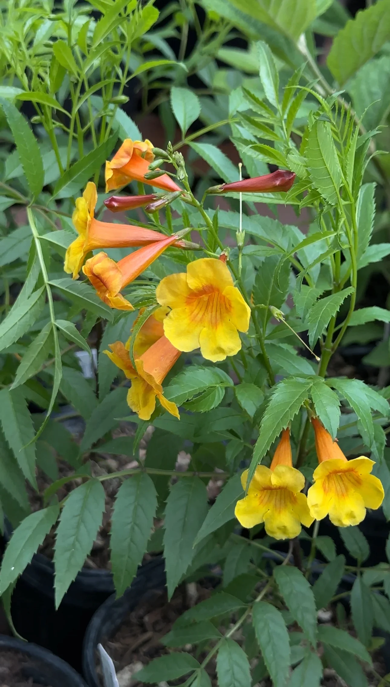 Yellow Bells 'Sangria' - Image 4