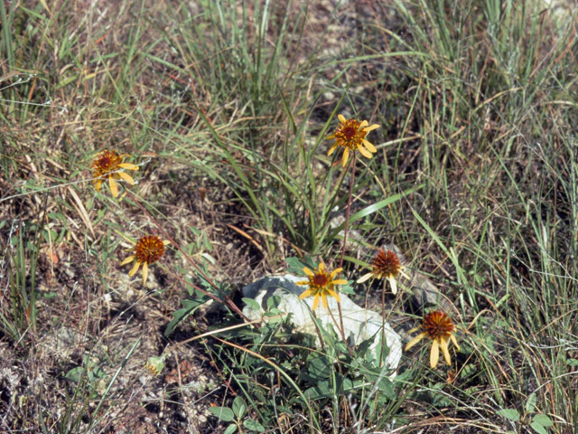 Yellow Coneflower - Image 2