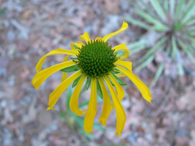 Yellow Coneflower - Image 3