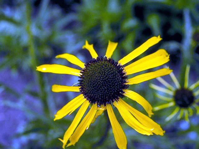 Yellow Coneflower - Image 4