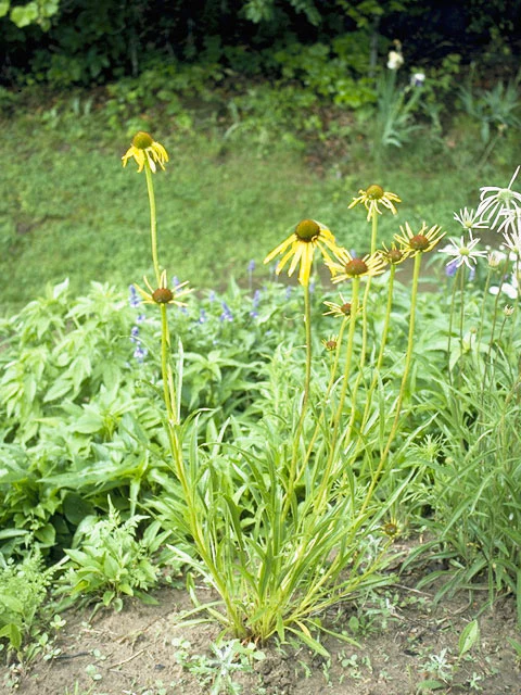 Yellow Coneflower - Image 5