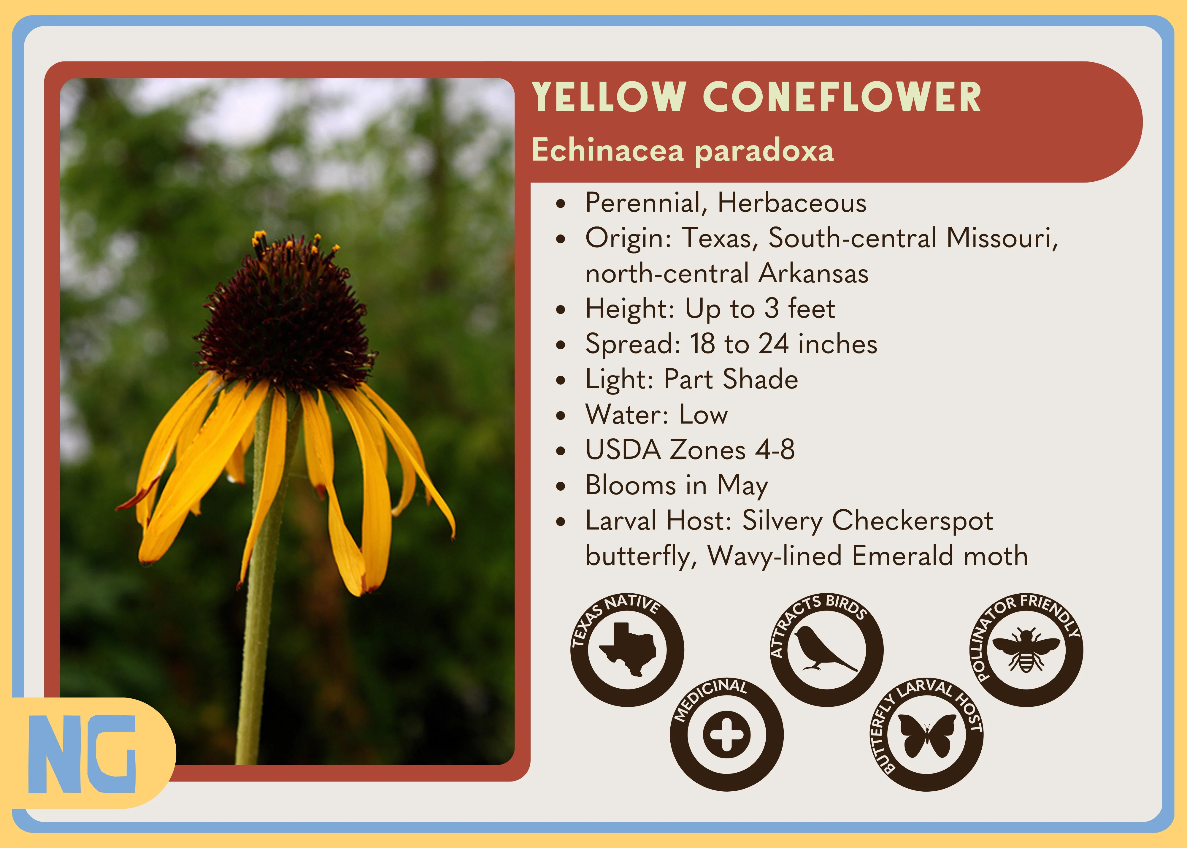 Yellow Coneflower - Image 6