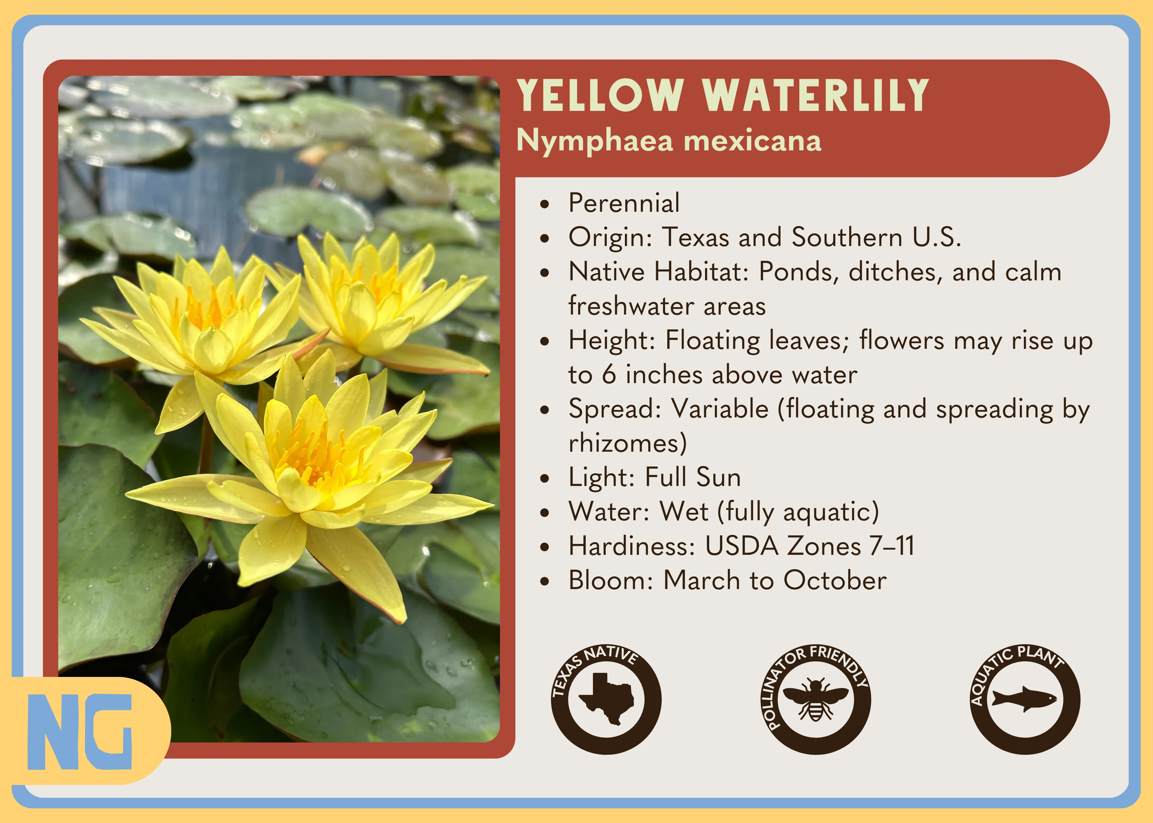 Yellow Waterlily - Image 3