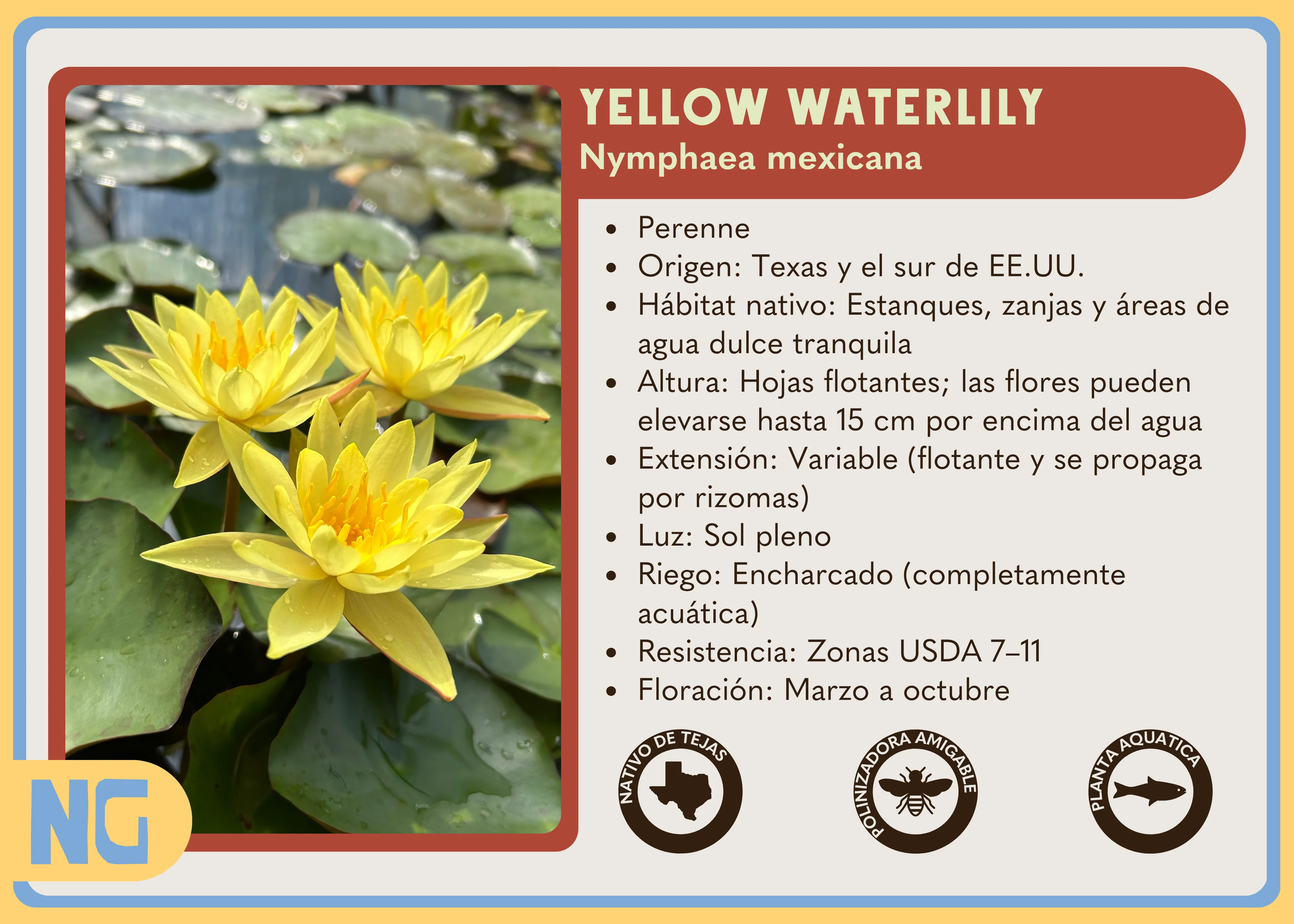 Yellow Waterlily - Image 4