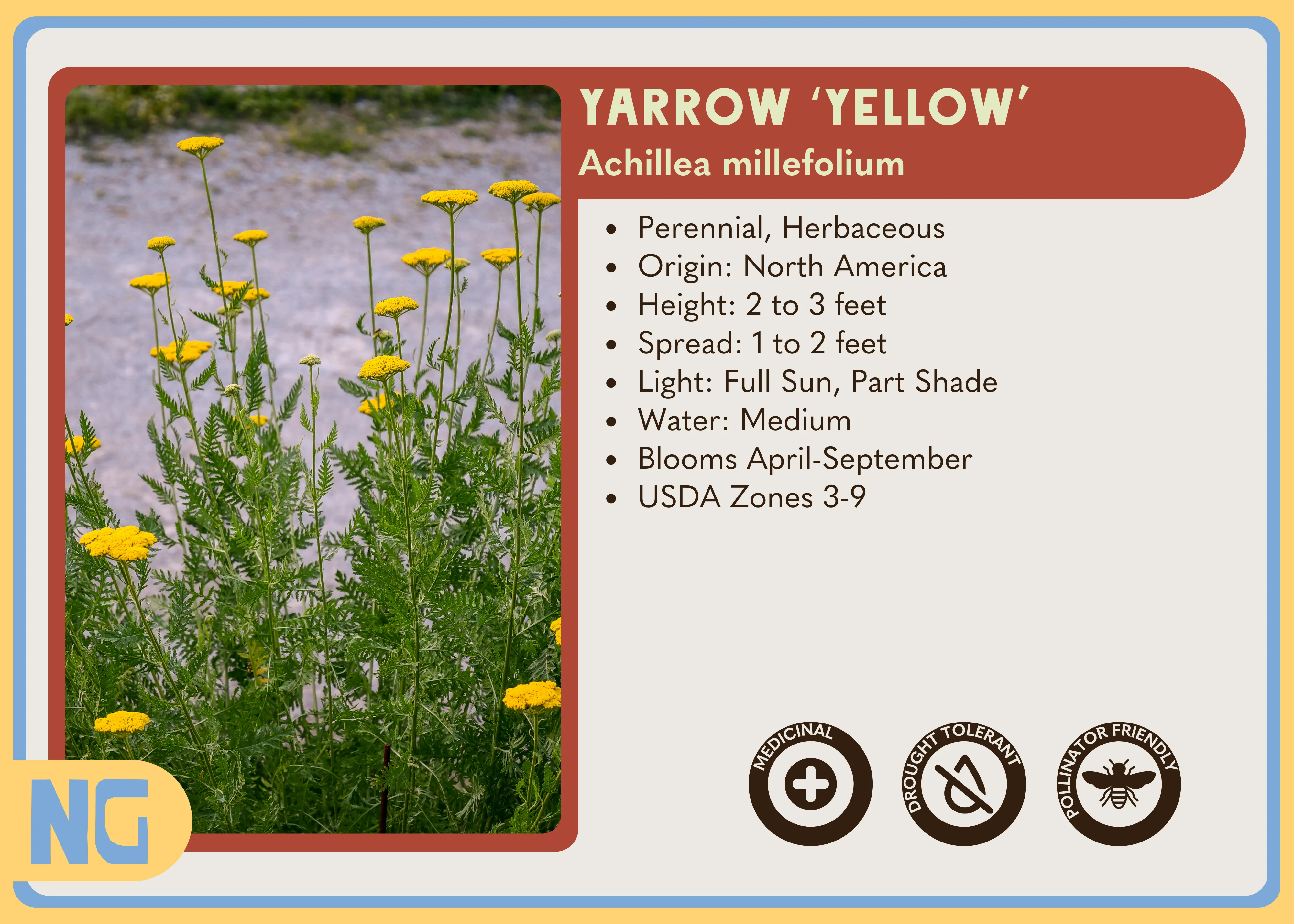 Yarrow 'Moonshine' - Image 2